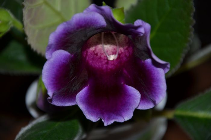 Hibrid Kaiser Wihelm Slipper Rosu - Gloxinii 2014