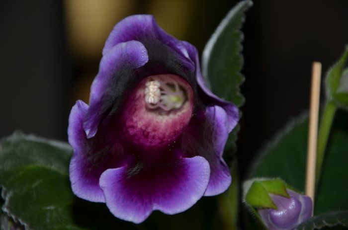 Hibrid Kaiser Wihelm Slipper Rosu - Gloxinii 2014