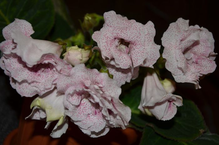 Milye Venush - Gloxinii 2014