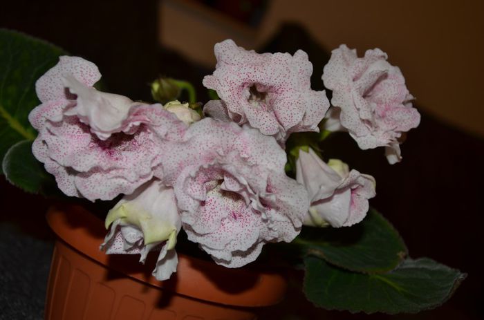 Milye Venush - Gloxinii 2014