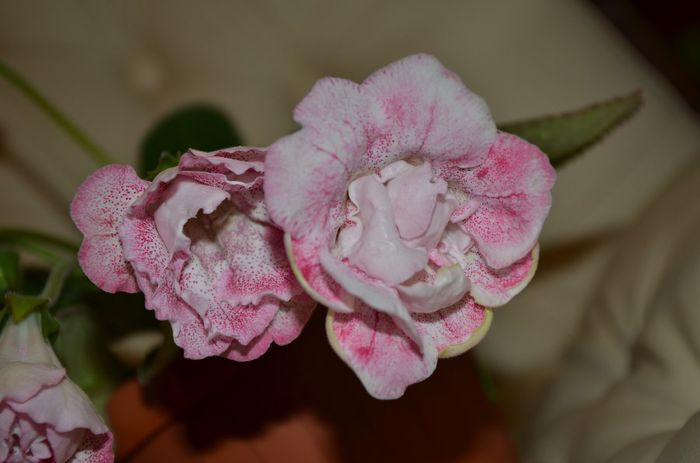 Sharm - Gloxinii 2014