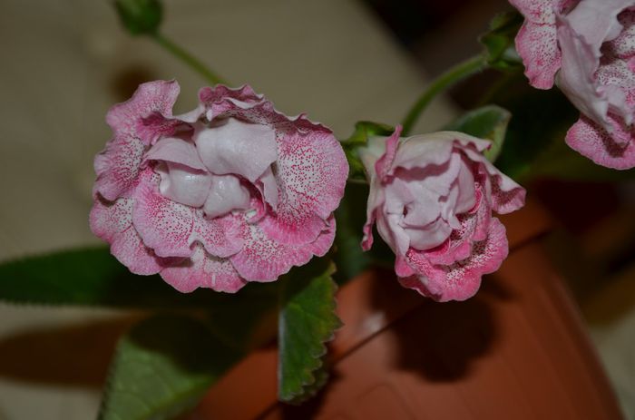 Sharm - Gloxinii 2014