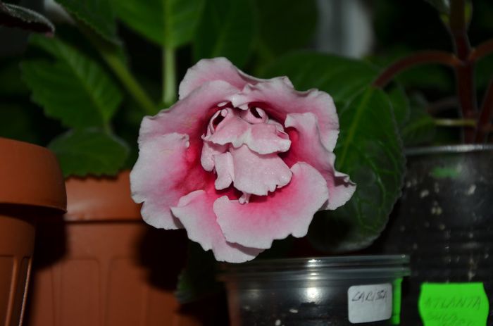 Silvana Pink - Gloxinii 2014