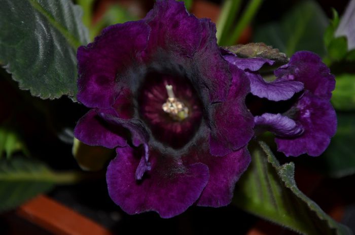 Viola - Gloxinii 2014