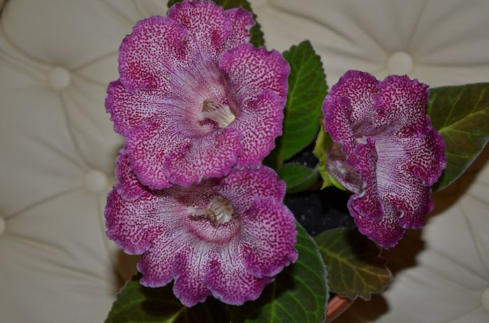 Vishnevaja Metel - Gloxinii 2014