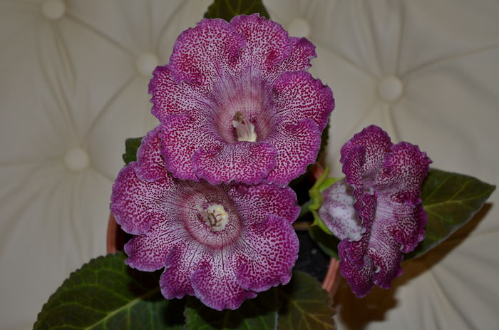 Vishnevaja Metel - Gloxinii 2014