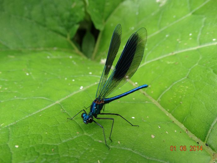 DSC04138 - Diverse insecte