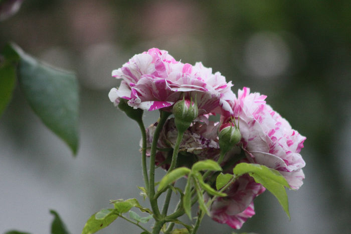 Variegata di Bologna - Roses 2014