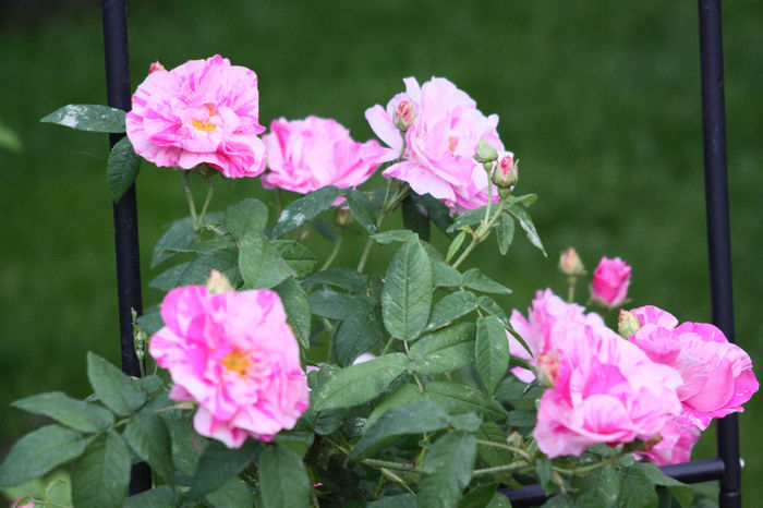 Rosa gallica versicolor