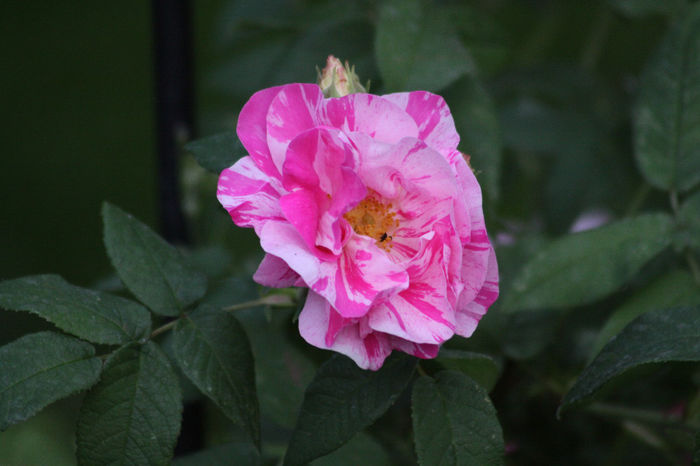 Rosa gallica versicolor