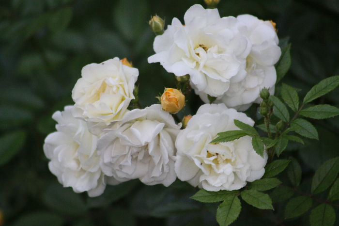 Ghislaine de Feliglonde