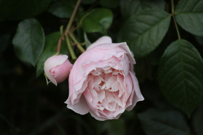 The Generous Gardener