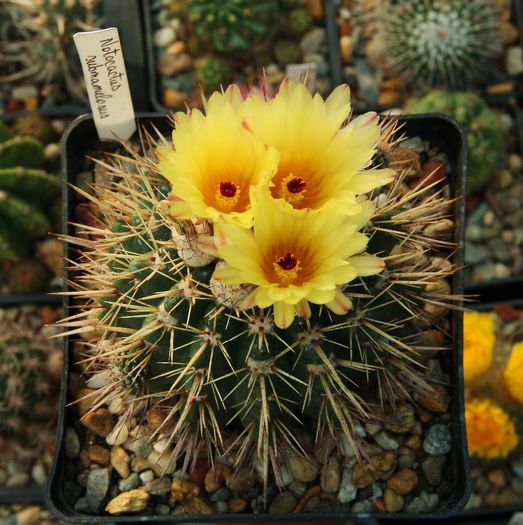 Notocactus submamulosus