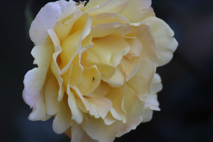 IMG_3639 - Roses 2014