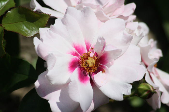 CHEwdelight - Roses 2014