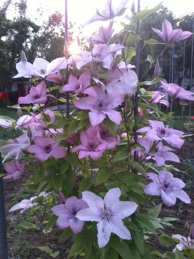 Hagley Hybrid