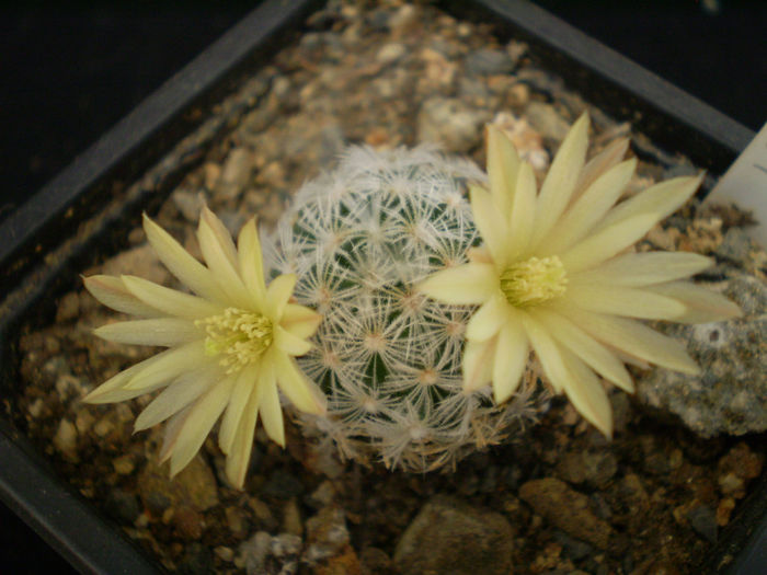 MAMMILLARIA DUWEI - AAA CACTUSI 2014