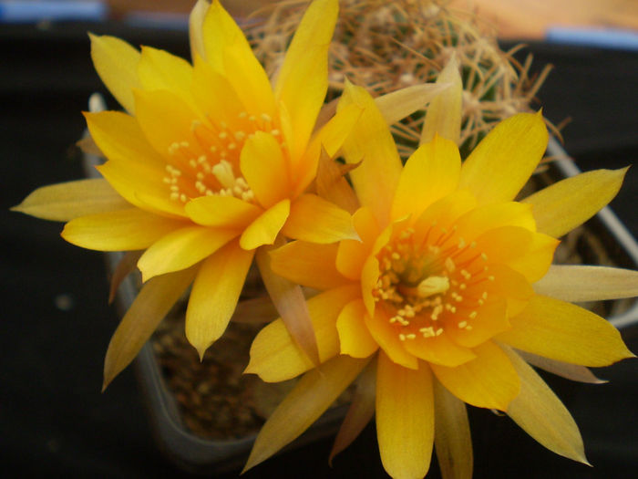 LOBIVIA LEPTACANTHA - AAA CACTUSI 2014