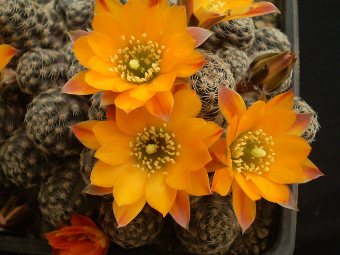 MEDIOLOBIVIA ALBISPINA - AAA CACTUSI 2014