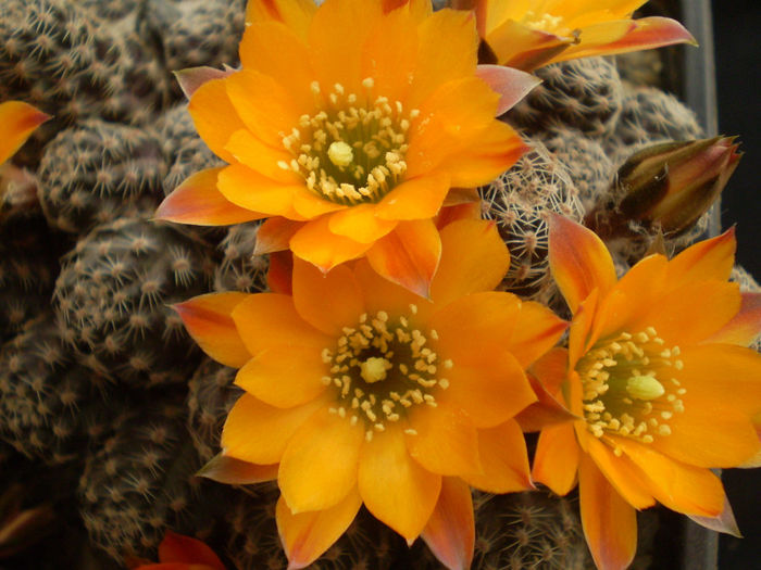 MEDIOLOBIVIA ALBISPINA - AAA CACTUSI 2014