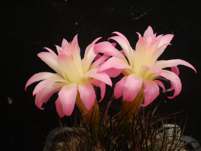 NEOPORTERIA MULTICOLOR - AAA CACTUSI 2014