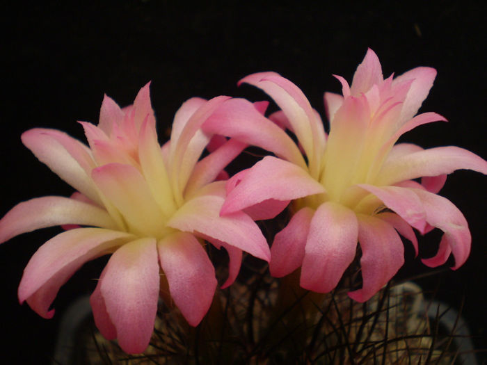 NEOPORTERIA MULTICOLOR - AAA CACTUSI 2014