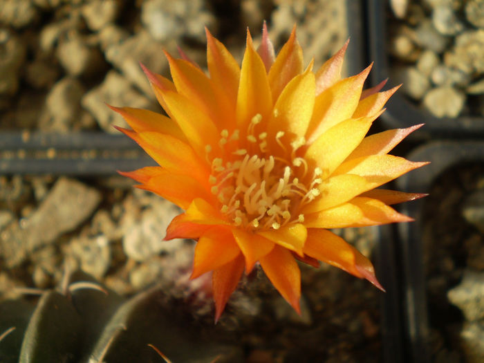 LOBIVIA AKERSII - AAA CACTUSI 2014