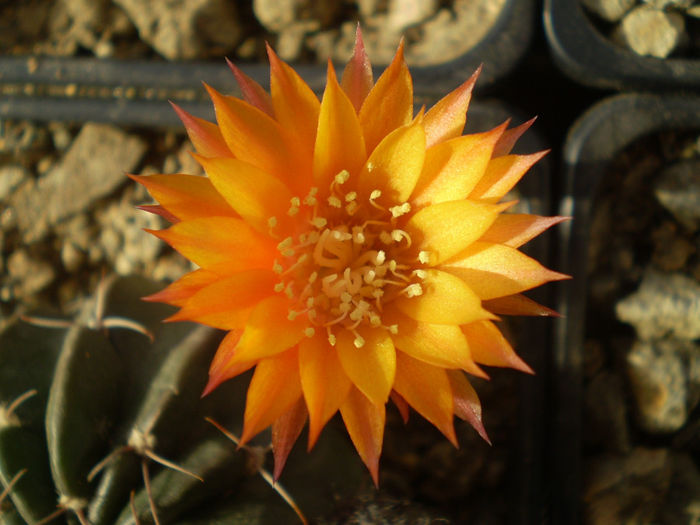 LOBIVIA AKERSII - AAA CACTUSI 2014