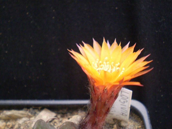 LOBIVIA AKERSII - AAA CACTUSI 2014