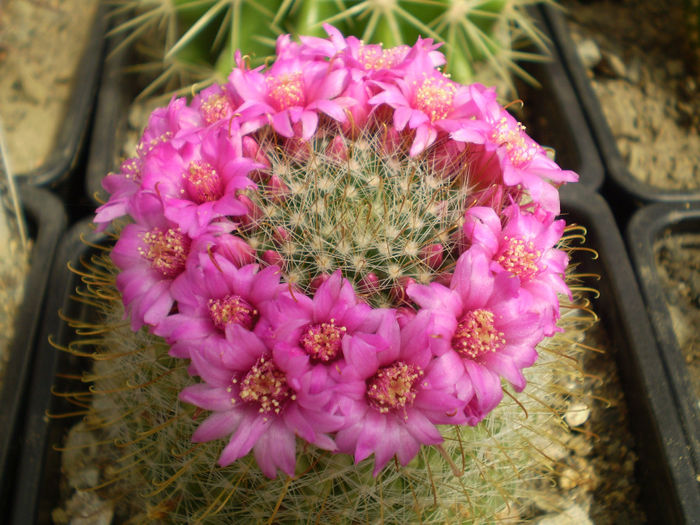 MAMMILLARIA REKOI - AAA CACTUSI 2014