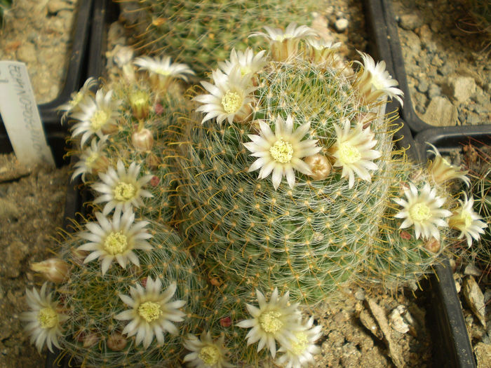 MAMMILLARIA CRINITA SSP WILDII - AAA CACTUSI 2014