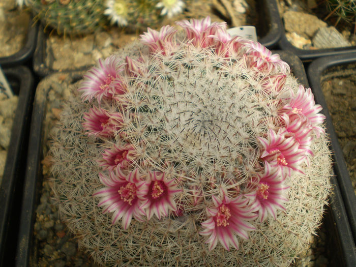 MAMMILLARIA PSEUDOPERBELLA - AAA CACTUSI 2014