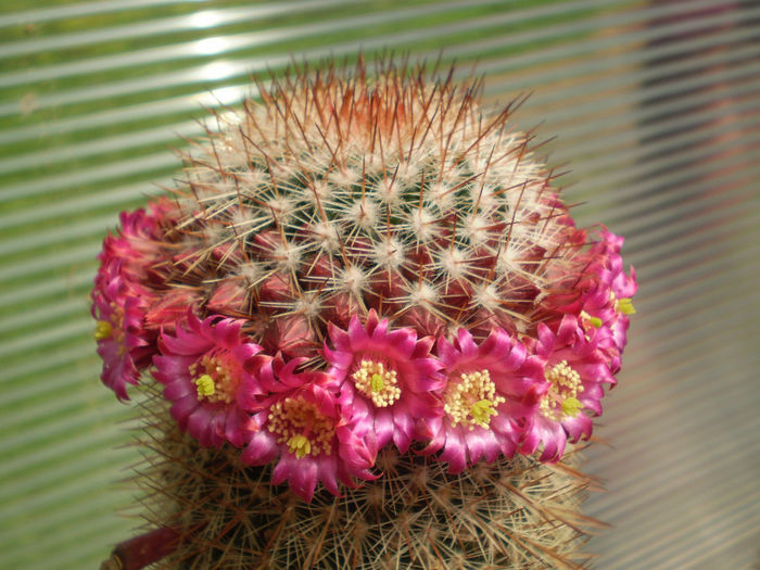 MAMMILLARIA COLUMBIANA - AAA CACTUSI 2014