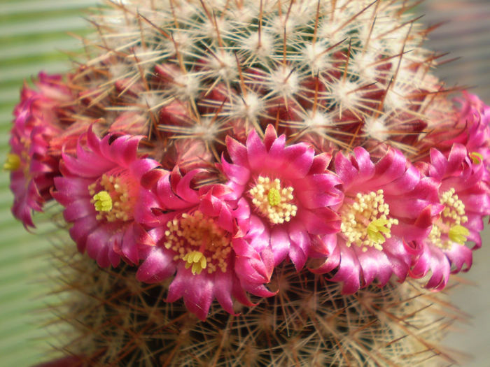 MAMMILLARIA COLUMBIANA - AAA CACTUSI 2014