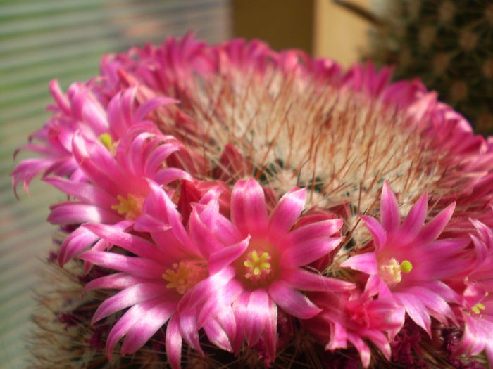 MAMMILLARIA COLUMBIANA
