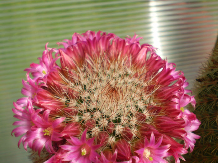 MAMMILLARIA COLUMBIANA - AAA CACTUSI 2014