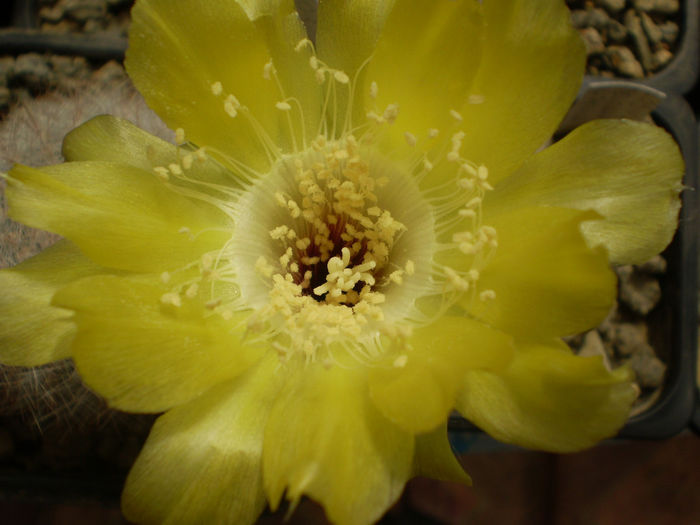 LOBIVIA AUREA V LEUCOMALA - AAA CACTUSI 2014