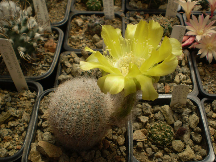 LOBIVIA AUREA V LEUCOMALA - AAA CACTUSI 2014