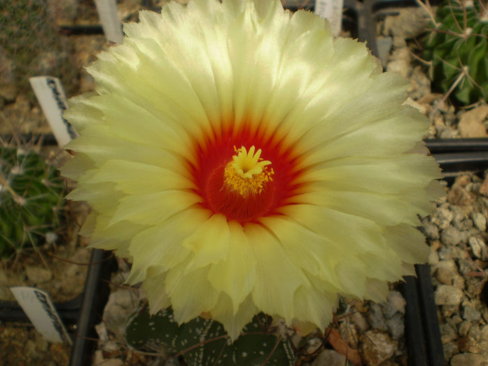ASTROPHYTUM CAPRICORNE - AAA CACTUSI 2014