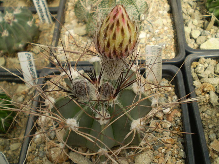 ASTROPHYTUM CAPRICORNE - AAA CACTUSI 2014
