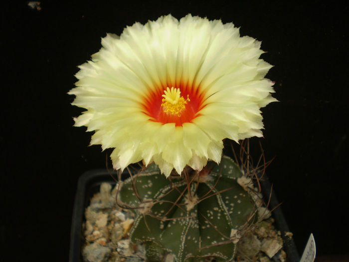 ASTROPHYTUM CAPRICORNE - AAA CACTUSI 2014