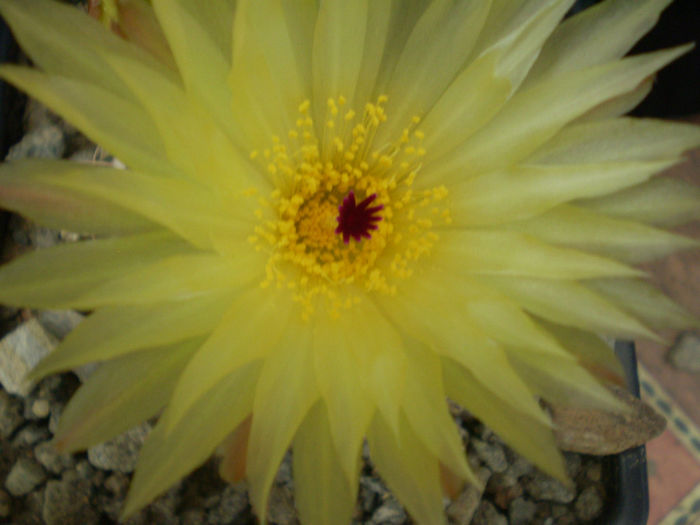 PARODIA GRASIGIBBA - AAA CACTUSI 2014
