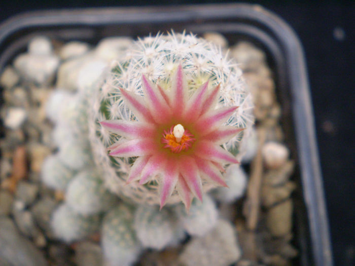 ESCOBARIA SNEEDII SSP LEEI - AAA CACTUSI 2014