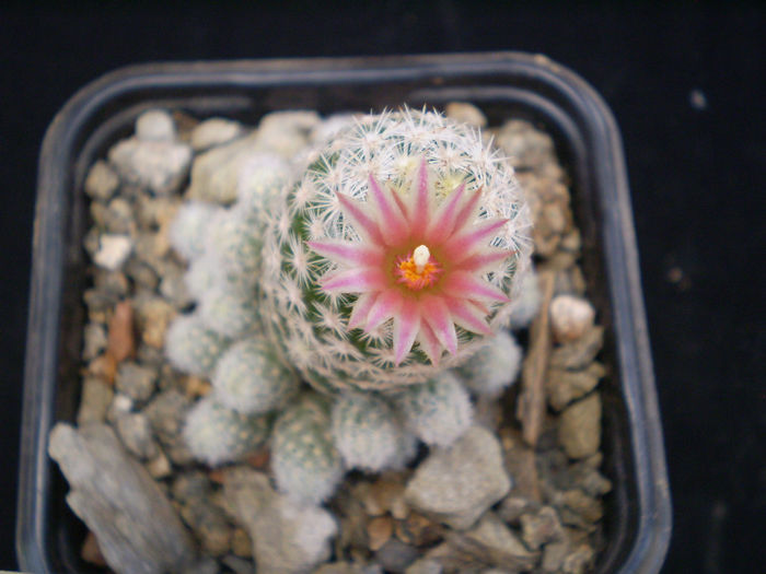 ESCOBARIA SNEEDII SSP LEEI - AAA CACTUSI 2014