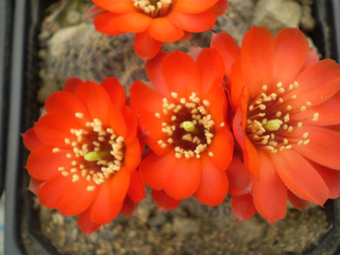 MEDIOLOBIVIA STEINMANII - AAA CACTUSI 2014