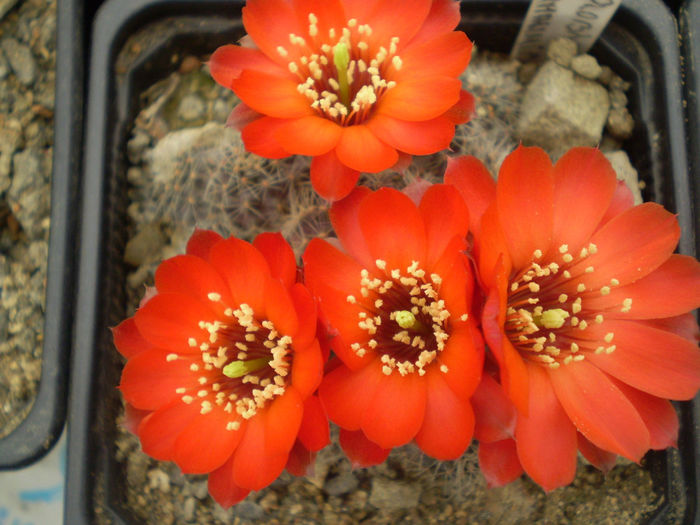 MEDIOLOBIVIA STEINMANII - AAA CACTUSI 2014