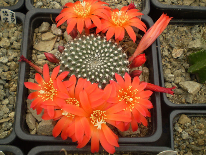 REBUTIA KRAINZIANA - AAA CACTUSI 2014