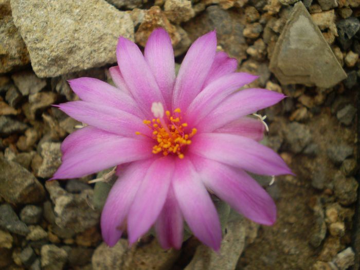 TURBINICARPUS ALONSOI - AAA CACTUSI 2014