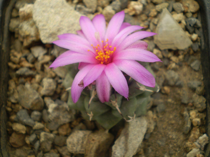 TURBINICARPUS ALONSOI - AAA CACTUSI 2014