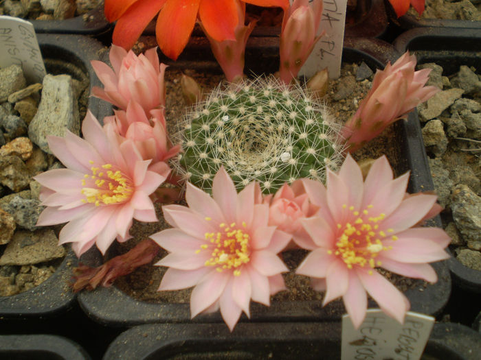 REBUTIA SP - AAA CACTUSI 2014